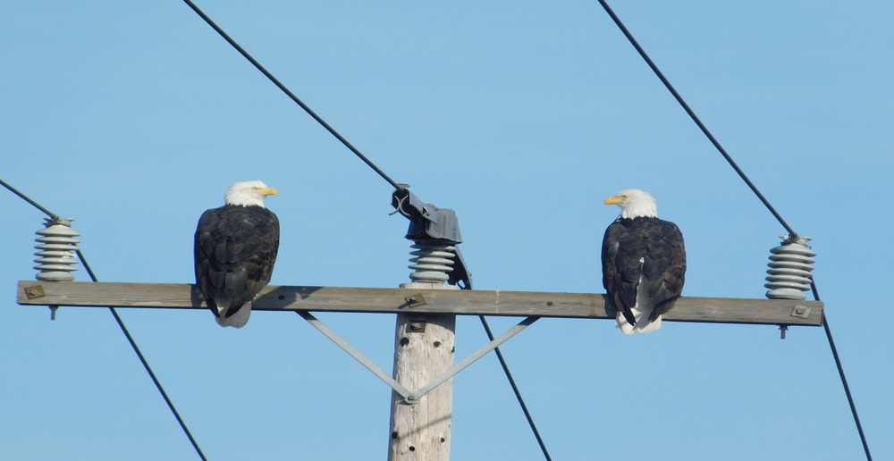 Two bald eagles sitting on top of a utility pole.